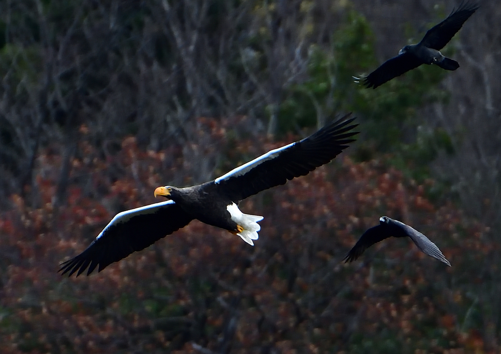 カラスに追われるオオワシ　１１/２８❶