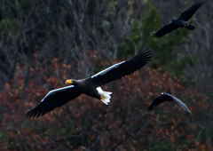 カラスに追われるオオワシ　１１/２８❶