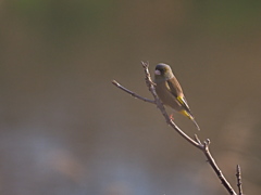カワラヒワ　１２/１６