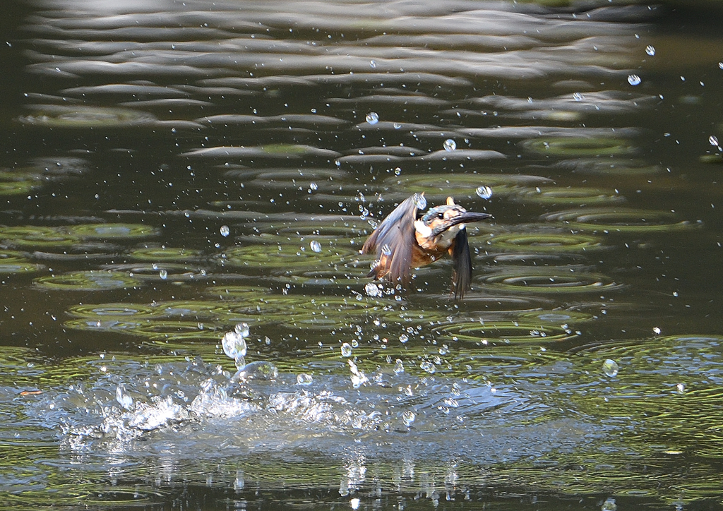 水飛沫　９/６⓯