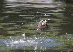 水飛沫　９/６⓯