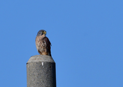 チョウゲンボウ　１０/２１