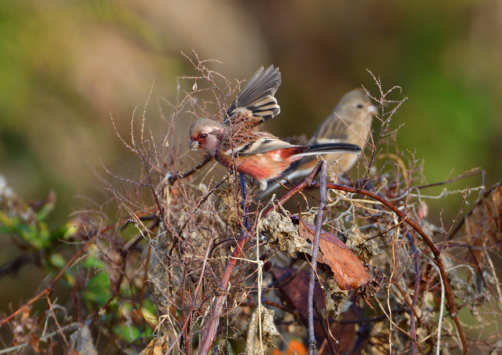 赤い鳥　１２/１２❹