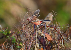 赤い鳥　１２/１２❹