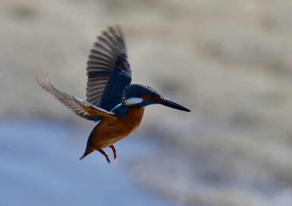 ホバリング　２/１１❶