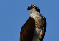 ミサゴ　１１/１８❸