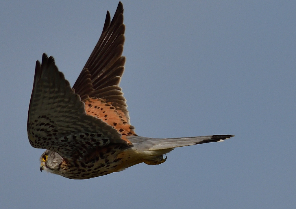 チョウゲンボウ　４/２❸