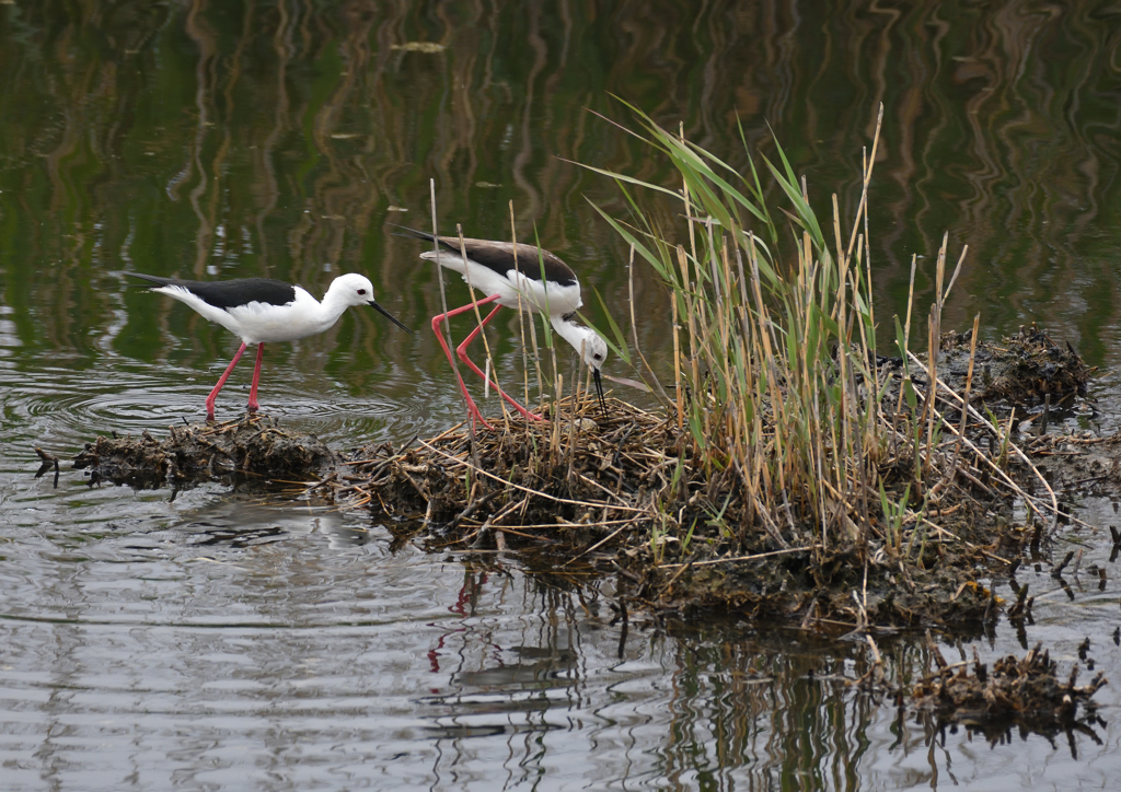 セイタカシギ抱卵　５/３❸