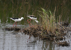 セイタカシギ抱卵　５/３❸