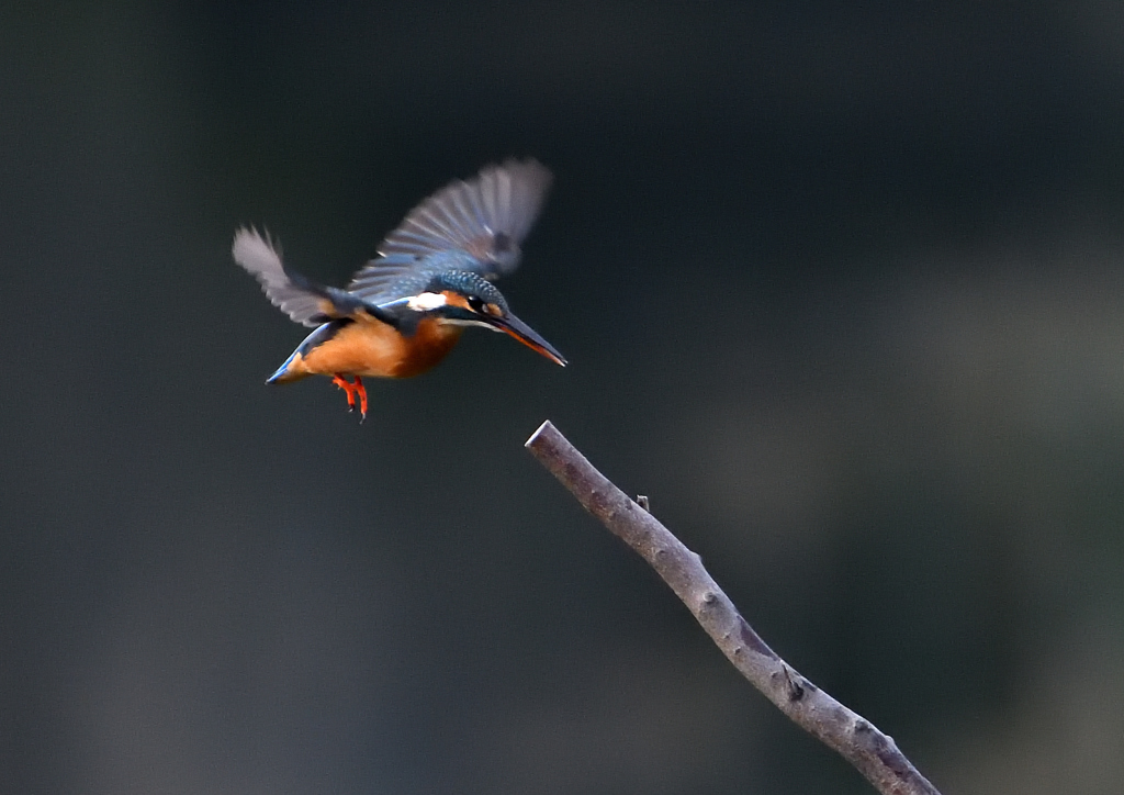 _191031_073655 DSC_7884