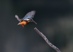 _191031_073655 DSC_7884