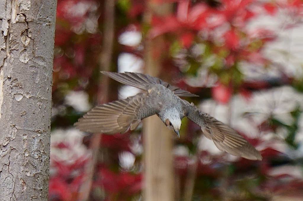 ヒヨドリ　４/８