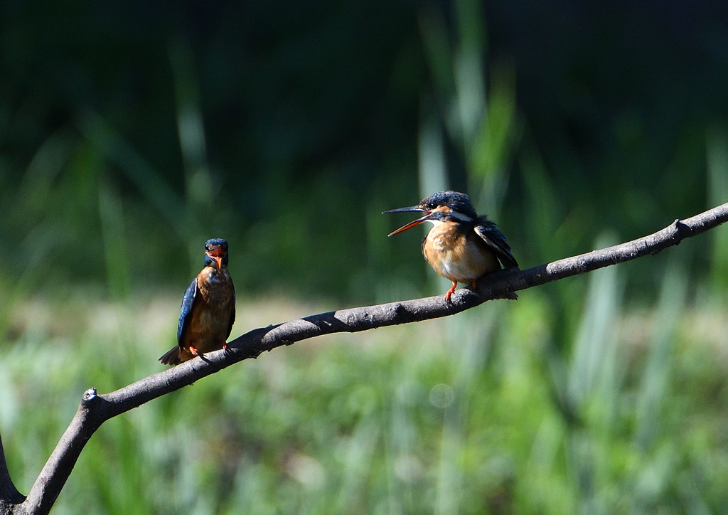 2羽のカワセミ　８/７❺