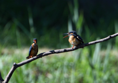 2羽のカワセミ　８/７❺
