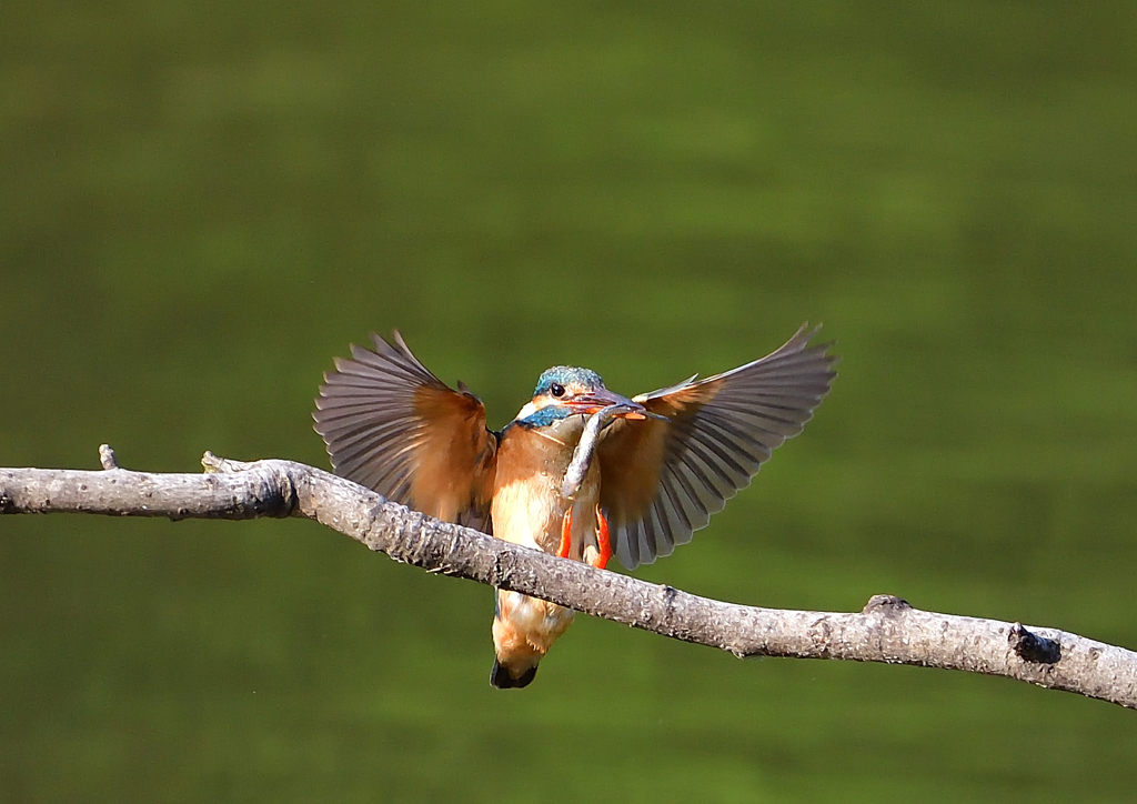 魚を・・・・・・　５/５❸