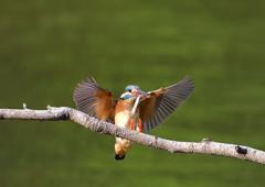 魚を・・・・・・　５/５❸