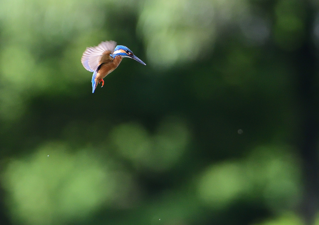 ホバリング　６/１８❼