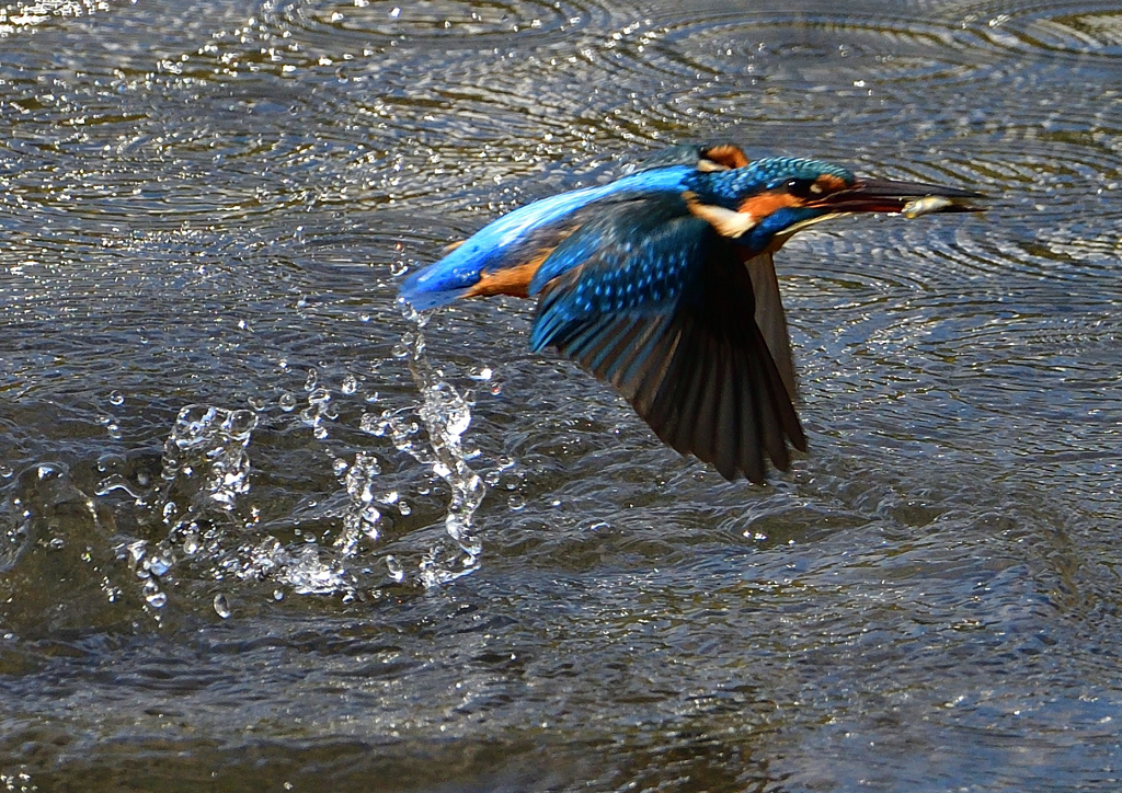 いつもの公園で　１１/３０❼