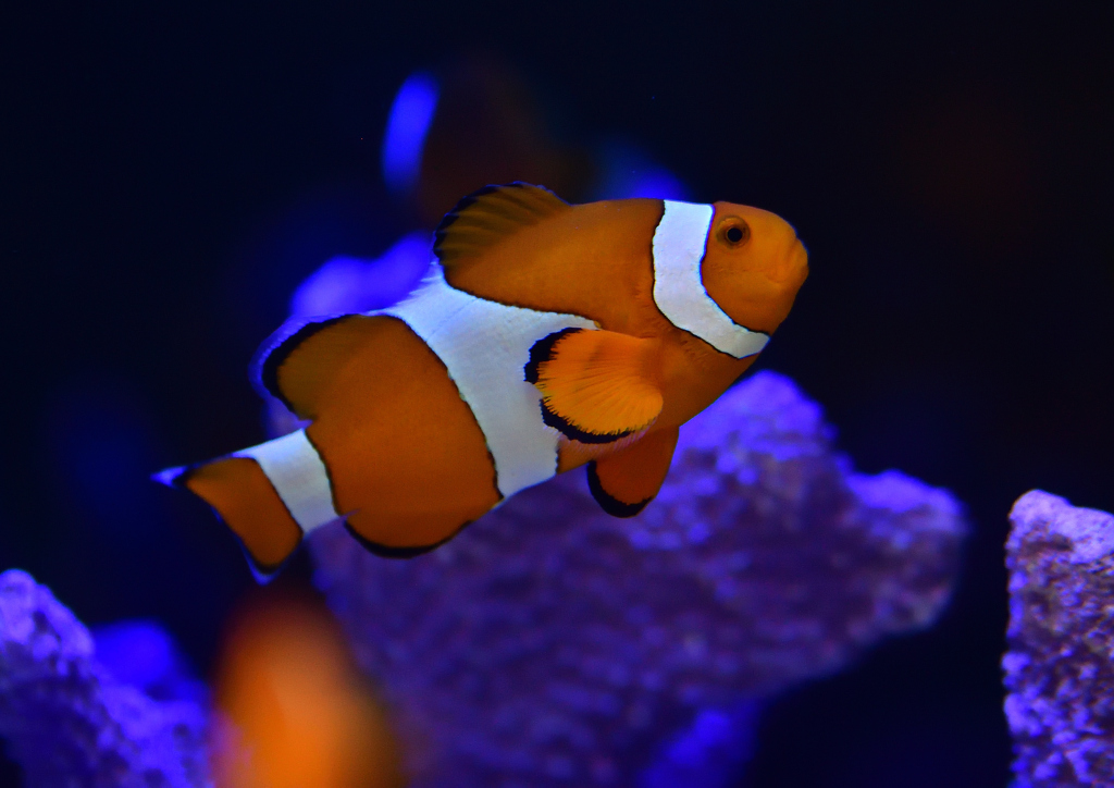 クマノミ　８/７