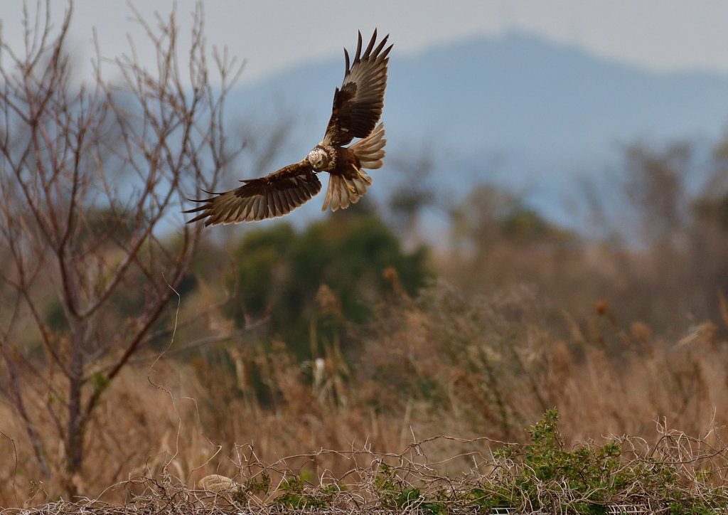 チュウヒ　２/１２❸