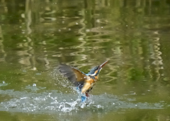 水飛沫　４/２５❷