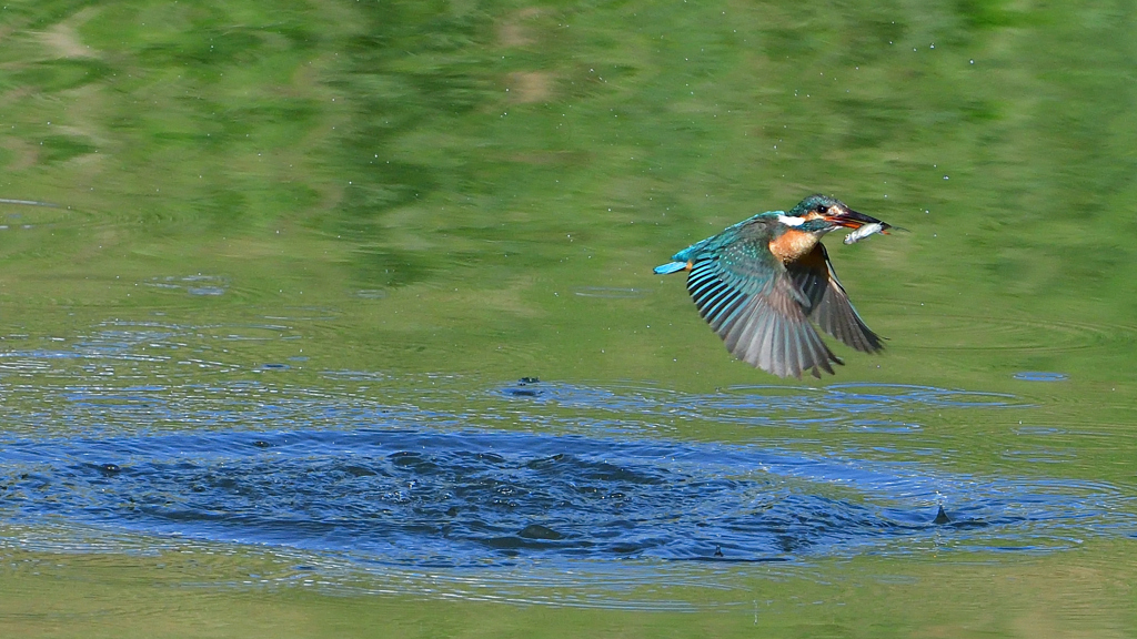 魚を・・・・・・　５/２０❺