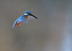 雄のホバリング❹