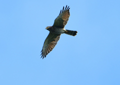 サシバの飛翔　９/２７❿