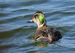 トモエガモ　１２/８❻