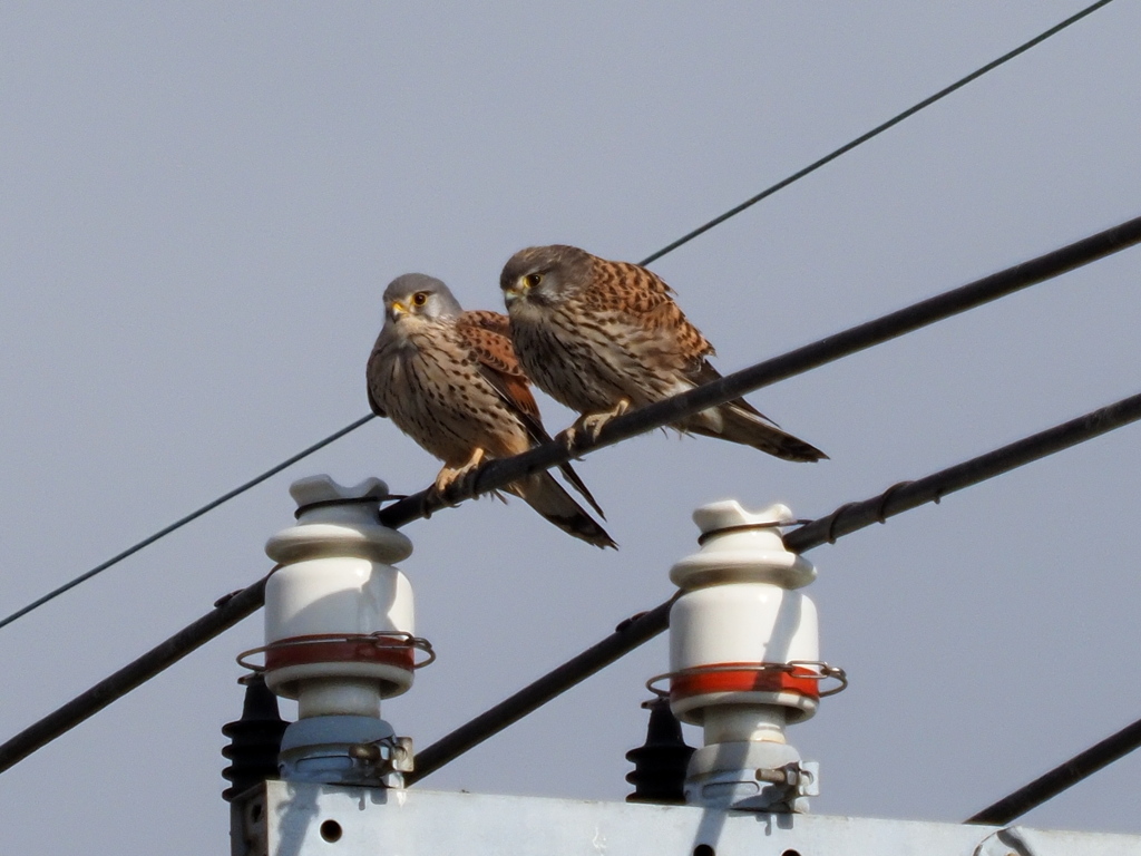 チョウゲンボウ　２/１９❶