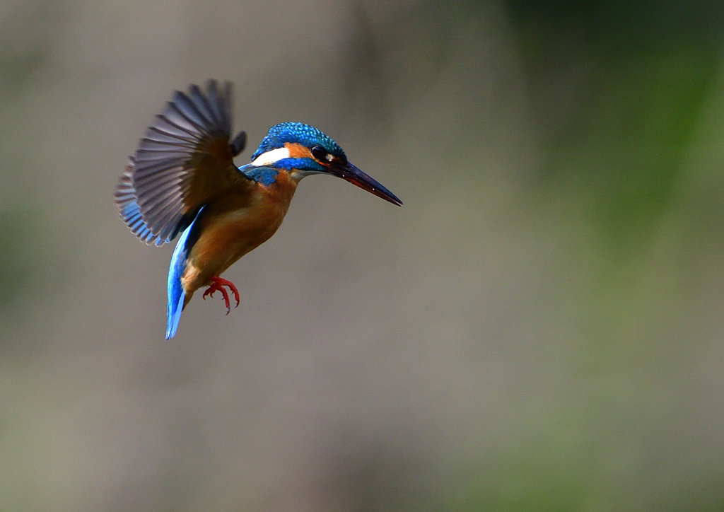 ホバ　４/２１❶