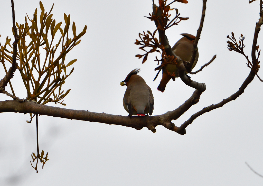 ヒレンジャ　２/１８❶