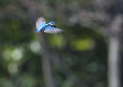 ホバ　４/１３❷