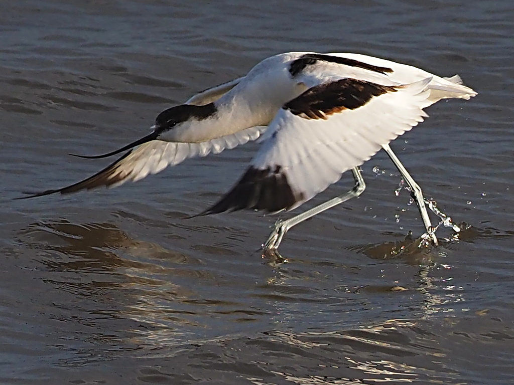 ソリハシセイタカシギ　１２/８❷