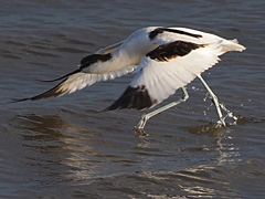 ソリハシセイタカシギ　１２/８❷