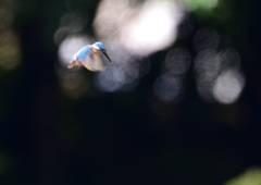 ホバる　７/２３❻