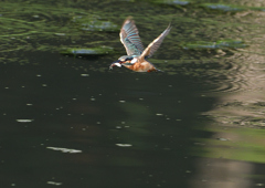 止まり木へ　８/２９❸