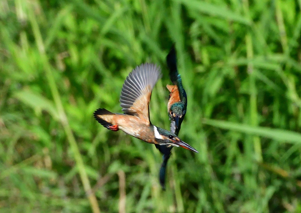 空中戦・・・・　８/１０