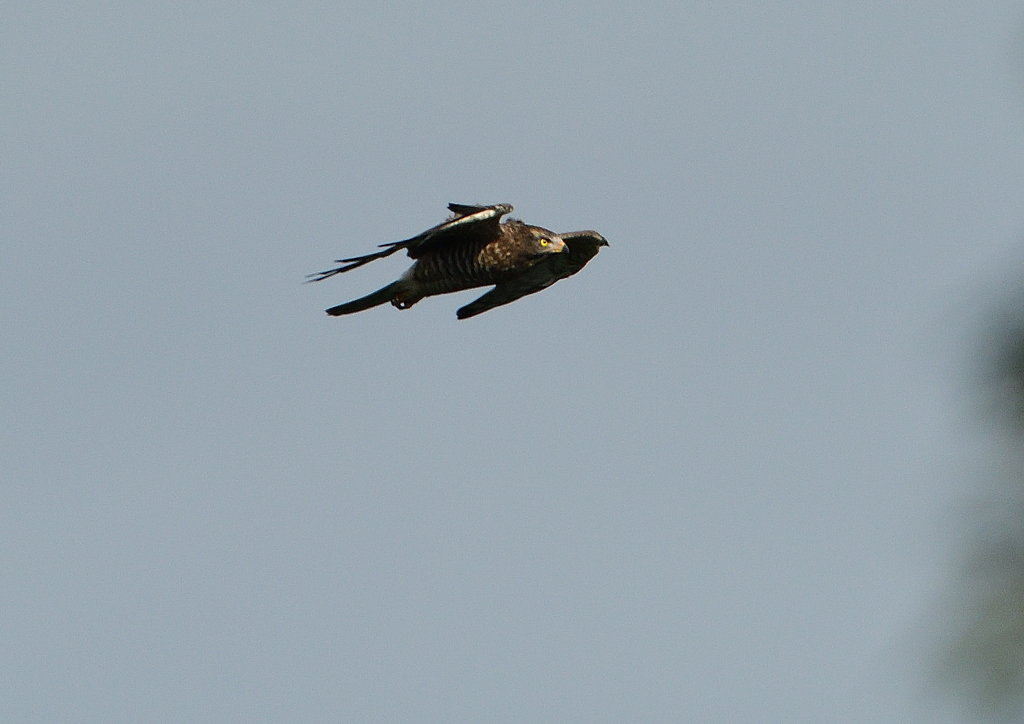 サシバ飛ぶ　　９/２６❺