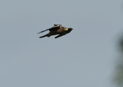 サシバ飛ぶ　　９/２６❺