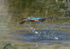 エビを・・・・❷