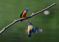 オスとメス　５/１８❺