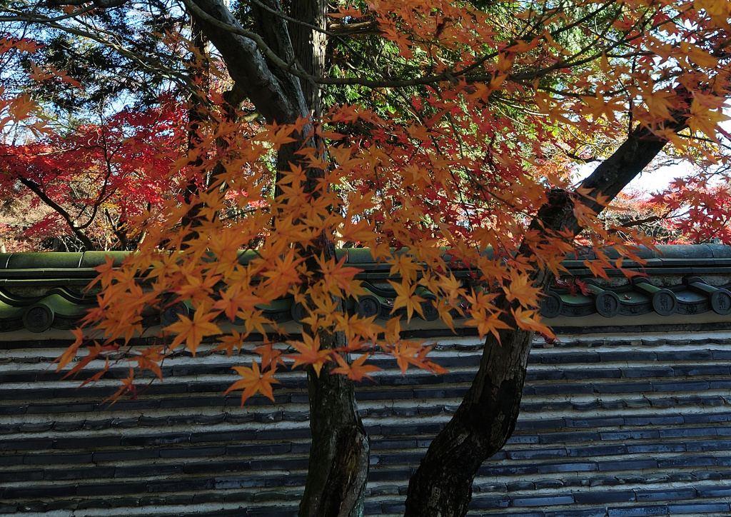 永保寺の紅葉　１２/１❹