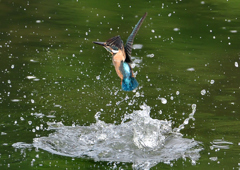 水飛沫　７/３１②