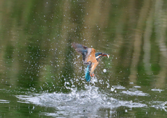 魚を・・・・・・　５/２１❶