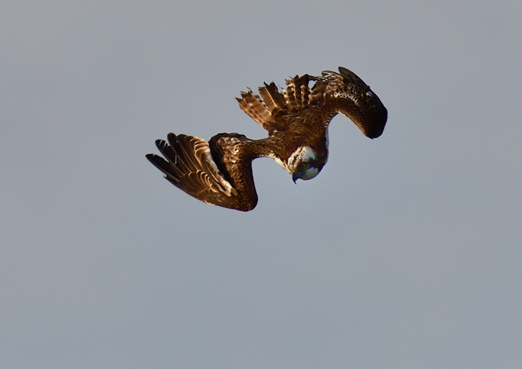 ミサゴ　１/７❶