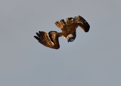 ミサゴ　１/７❶