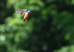 ホバ　５/１５❸