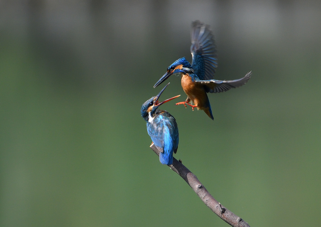 オスとメス　６/６❷