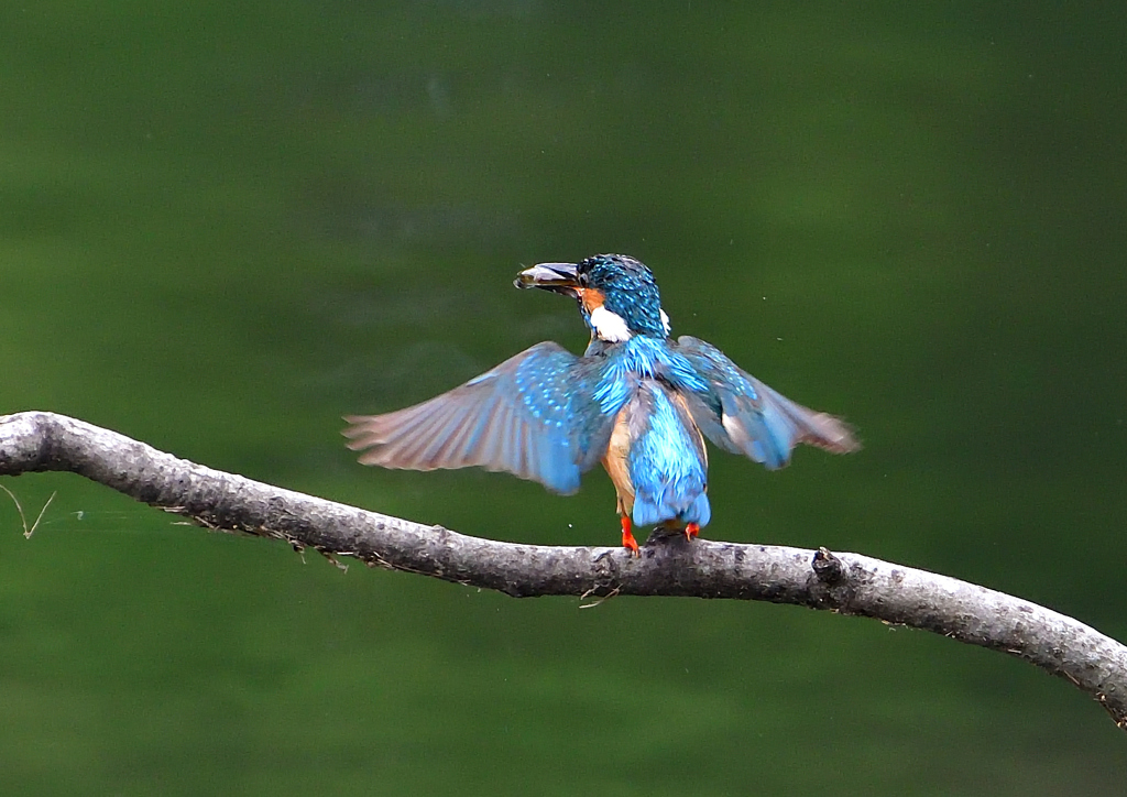 魚を・・・・　７/１５➂